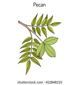 Pecan (Carya illinoinensis) nuts with leaves. Hand drawn botanical vector illustration