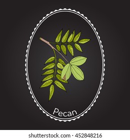 Pecan (Carya illinoinensis) nuts with leaves. Hand drawn botanical vector illustration