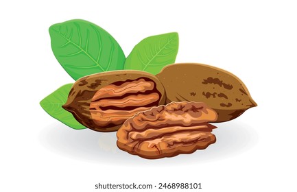 Pecan. Composition of three pecans. Pecan kernel and nut in shell with green leaves. Vector illustration on a white background.