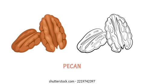 Pecan flat illustration colored and outlined. Vector nut isolated on white. Simple icon sketch.