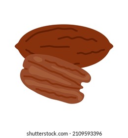 Pecan full open peeled nut and in shell. Healthy food harvesting. Natural pecan walnut food. Vector illustration