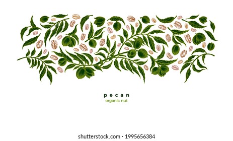 Pecan grain. Green plantation. Vector assortment of nuts, rustic foliage. Botanical graphic illustration on white background. Free space for your text