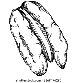 Pecan hand-drawn Vector Illustration isolated on white background. Retro style farm product for restaurant menu, market label, logo, emblem and kitchen design. Decoration for food packaging.