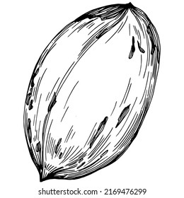 Ilustración vectorial hecha a mano por Pecan aislada en fondo blanco. Producto de granja de estilo retro para menú de restaurante, etiqueta de mercado, logotipo, emblema y diseño de cocina. Decoración para los empaques.