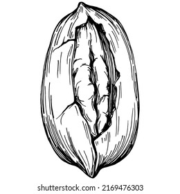 Pecan hand-drawn Vector Illustration isolated on white background. Retro style farm product for restaurant menu, market label, logo, emblem and kitchen design. Decoration for food packaging.