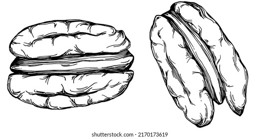Ilustración vectorial hecha a mano por Pecan aislada en fondo blanco. Producto de granja de estilo retro para menú de restaurante, etiqueta de mercado, logotipo, emblema y diseño de cocina. Decoración para los empaques.