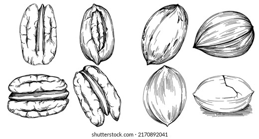 Ilustración vectorial hecha a mano por Pecan aislada en fondo blanco. Producto de granja de estilo retro para menú de restaurante, etiqueta de mercado, logotipo, emblema y diseño de cocina. Decoración para los empaques.