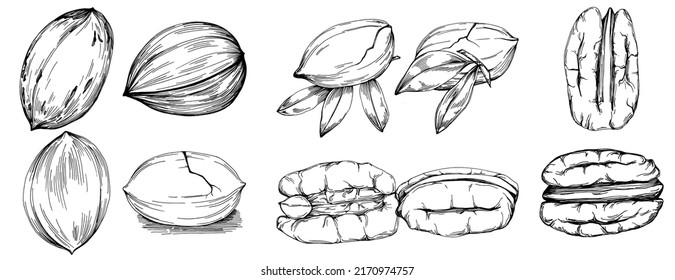 Pecan hand-drawn Vector Illustration isolated on white background. Retro style farm product for restaurant menu, market label, logo, emblem and kitchen design. Decoration for food packaging.