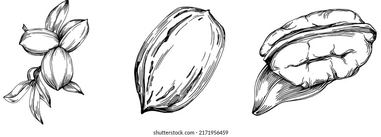 Pecan hand-drawn Vector Illustration isolated on white background. Retro style farm product for restaurant menu, market label, logo, emblem and kitchen design. Decoration for food packaging.