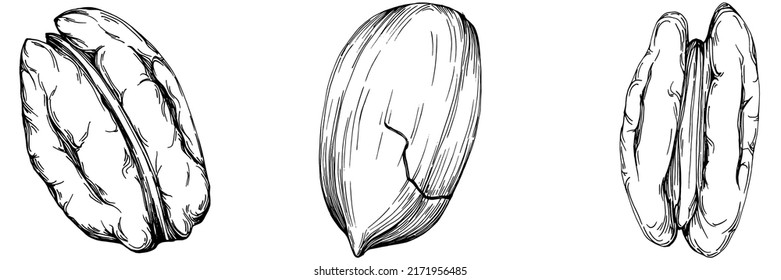 Pecan hand-drawn Vector Illustration isolated on white background. Retro style farm product for restaurant menu, market label, logo, emblem and kitchen design. Decoration for food packaging.