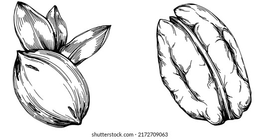 Pecan hand-drawn Vector Illustration isolated on white background. Retro style farm product for restaurant menu, market label, logo, emblem and kitchen design. Decoration for food packaging.