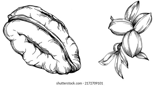 Ilustración vectorial hecha a mano por Pecan aislada en fondo blanco. Producto de granja de estilo retro para menú de restaurante, etiqueta de mercado, logotipo, emblema y diseño de cocina. Decoración para los empaques.