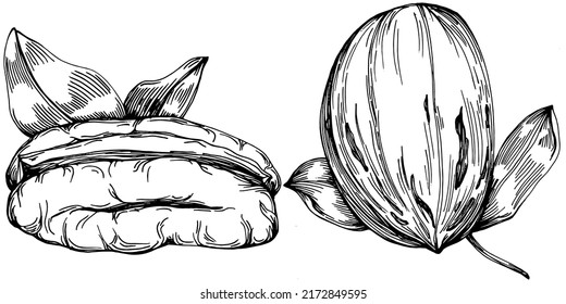 Ilustración vectorial hecha a mano por Pecan aislada en fondo blanco. Producto de granja de estilo retro para menú de restaurante, etiqueta de mercado, logotipo, emblema y diseño de cocina. Decoración para los empaques.
