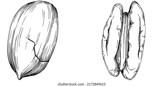 Pecan hand-drawn Vector Illustration isolated on white background. Retro style farm product for restaurant menu, market label, logo, emblem and kitchen design. Decoration for food packaging.