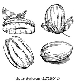 Pecan hand-drawn Vector Illustration isolated on white background. Retro style farm product for restaurant menu, market label, logo, emblem and kitchen design. Decoration for food packaging.