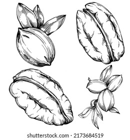 Pecan hand-drawn Vector Illustration isolated on white background. Retro style farm product for restaurant menu, market label, logo, emblem and kitchen design. Decoration for food packaging.