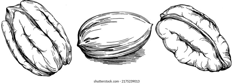 Pecan hand-drawn Vector Illustration isolated on white background. Retro style farm product for restaurant menu, market label, logo, emblem and kitchen design. Decoration for food packaging.