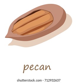 Pecan icon. Isometric illustration of pecan vector icon for web