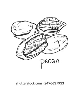 Pecan icons line art style. Hand drawn sketch for food menu, coloring, cards, souvenirs, package and logo design. Vector illustration isolated on a white background.