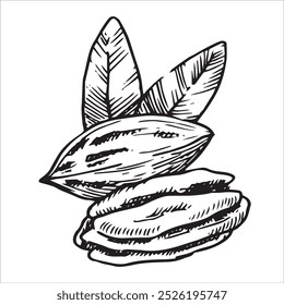 pecan illustration. linear drawing in sketch style