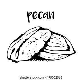 Pecan isolated on white background, vector illustration