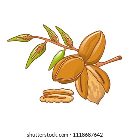 Pecan leaves icon. Cartoon of pecan leaves vector icon for web design isolated on white background