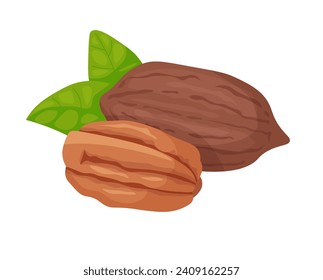 Pecan nut clipart. Isolated opened and in a shell nut in cartoon. Vector illustration