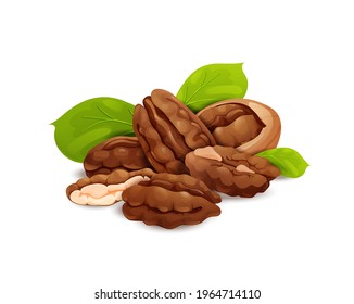 Pecan nut composition, side view. Whole and cracked nuts, hulled and raw kernels and green leaves. Good for labels and stickers, packaging design. Vector illustration in cartoon style