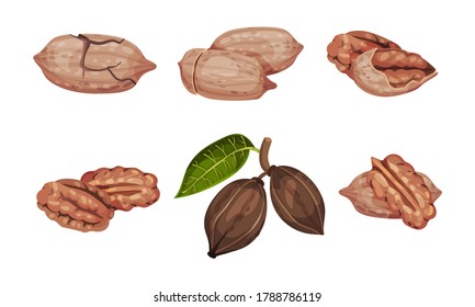 Pecan Nut with Cracked Shell Isolated on White Background Vector Set