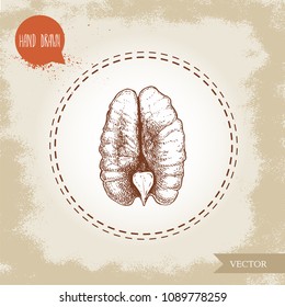Pecan nut. Hand drawn sketch style half of pecan nut seed core. Organic snack vector illustration isolated on retro background.