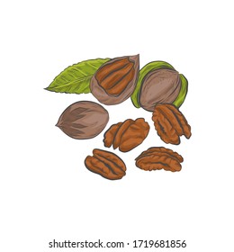 Pecan nut hand drawn vector sketch. Pecan nuts in shell isolated on white background.
