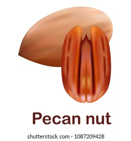 Pecan nut icon. Realistic illustration of pecan nut vector icon for web design isolated on white background