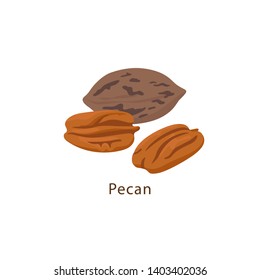 Pecan nut isolated on white background vector illustration in flat design.