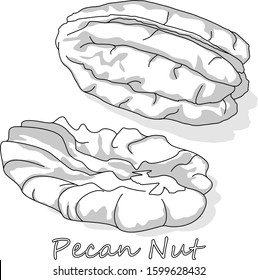 Pecan nut isolated on white background. Vector illustration. Monochrome pecan image...