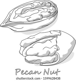 Pecan nut isolated on white background. Vector illustration. Monochrome pecan image...