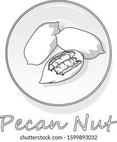 Pecan nut isolated on white background. Vector illustration. Monochrome pecan image...