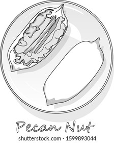 Pecan nut isolated on white background. Vector illustration. Monochrome pecan image...