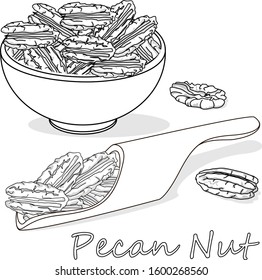 Pecan nut isolated on white background. Vector illustration. Monochrome pecan image...