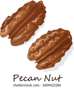 Pecan nut isolated on white background. Vector illustration. 