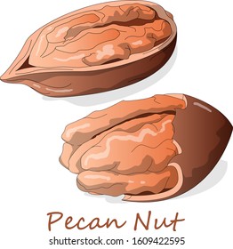 Pecan nut isolated on white background. Vector illustration. 