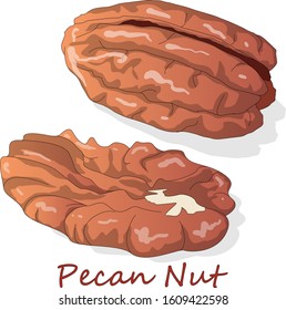Pecan nut isolated on white background. Vector illustration. 