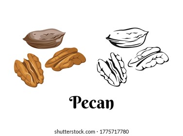 Nuez de raza negra aislada en fondo blanco. Ilustración de color vectorial de nueces en estilo plano de dibujos animados y contorno blanco y negro. Icono de comida orgánica.