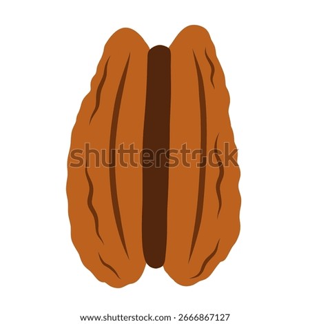 Pecan nut isolated on white background. Healthy food clipart in cartoon style. Doodle peeled pecan element. Vector illustration