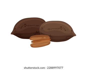 Pecan nut peeled and in shell flat vector illustration