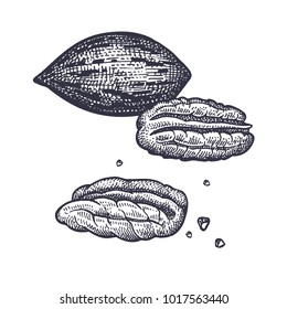 Pecan nut realistic isolated. Vector illustration of food. Vintage engraving art. Hand drawing plants. Black and white sketch.