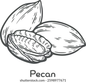 Pecan nut seed food ingredient organic cosmetics treatment component