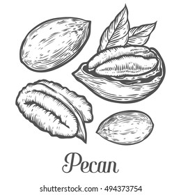 Pecan nut seed vector. Isolated on white background. Pecan butter food ingredient. Engraved hand drawn pecan illustration in retro vintage style.