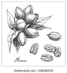 Nuez de Pecan Rama del juego con fruta. Dibujo dibujado a mano.Ilustración gráfica vectorial. Colección en blanco y negro de elementos aislados para embalaje de diseño