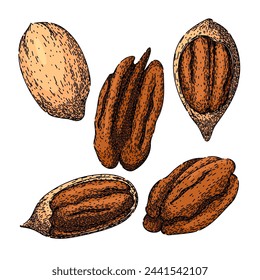 pecan nut set hand drawn. pacana vintage, etching abstract, dry fruit pecan nut vector sketch. isolated color illustration