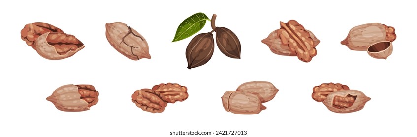 Pecan Nut in Shell as Healthy Protein Food Vector Set